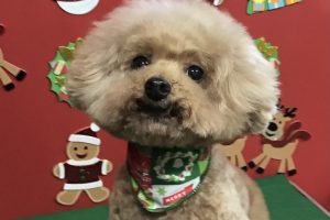 12月のお友達☆