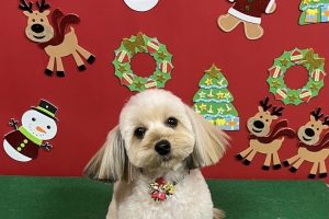12月のお友達☆