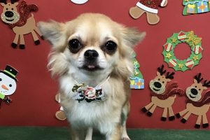 12月のお友達☆