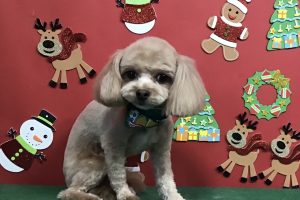 12月のお友達☆