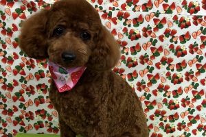 2月のお友達☆
