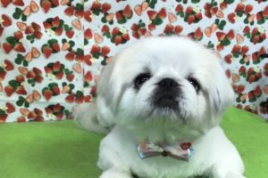 2月のお友達☆