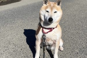 3月のお友達☆お泊り中☆