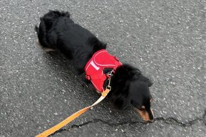 お泊り中☆