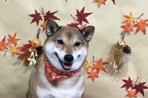 11月のお友達☆