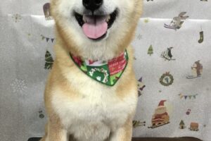 12月のお友達☆