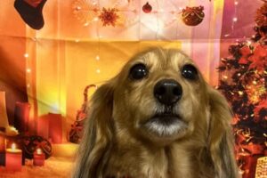 12月のお友達☆