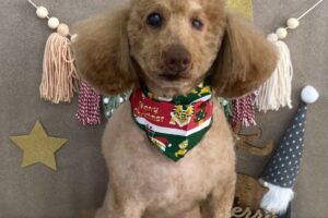 12月のお友達☆