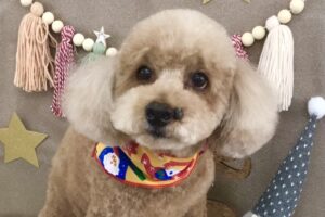 12月のお友達☆